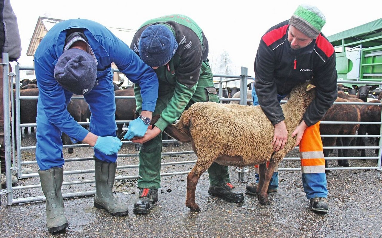 Hans-Ueli Baumgartner (ganz links) nimmt eine Probe, um zu bestimmen, ob das Schaf Moderhinke hat. Schafhalter Roger Stöckli (ganz rechts) und sein Mitarbeiter halten derweil das Schaf fest.