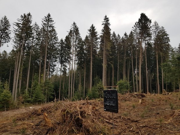 Der Borkenkäfer trifft die grossen Fichtenbestände des Kantons Bern hart – und für das viele Käferholz fehlen die Abnehmer. (Bild zVg)