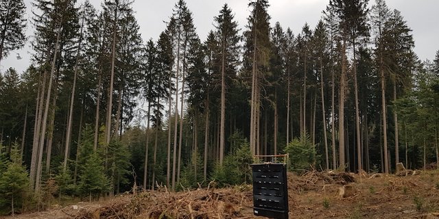 Der Borkenkäfer trifft die grossen Fichtenbestände des Kantons Bern hart – und für das viele Käferholz fehlen die Abnehmer. (Bild zVg)