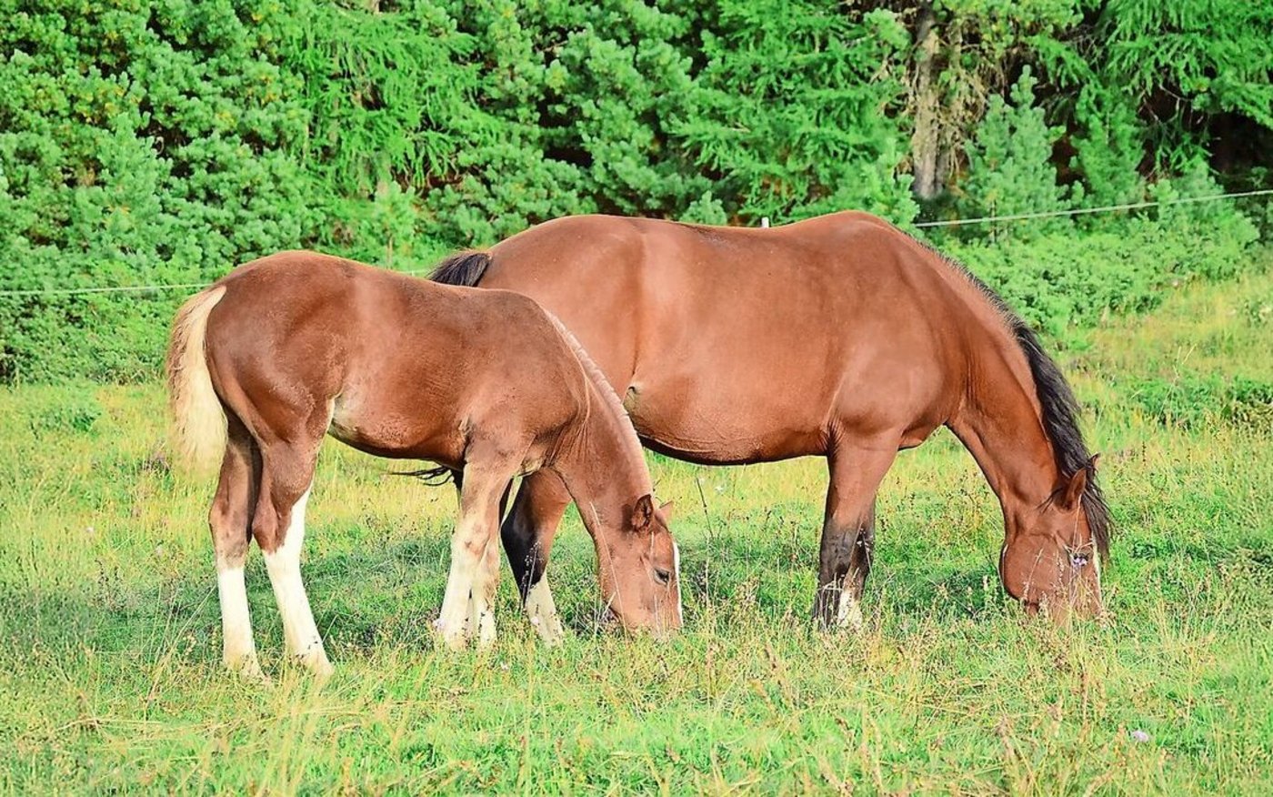 Bei laktierenden Stuten ist ein BCS von 4 anzustreben. Dabei sind die Rippen nicht sichtbar, aber leicht zu ertasten.
