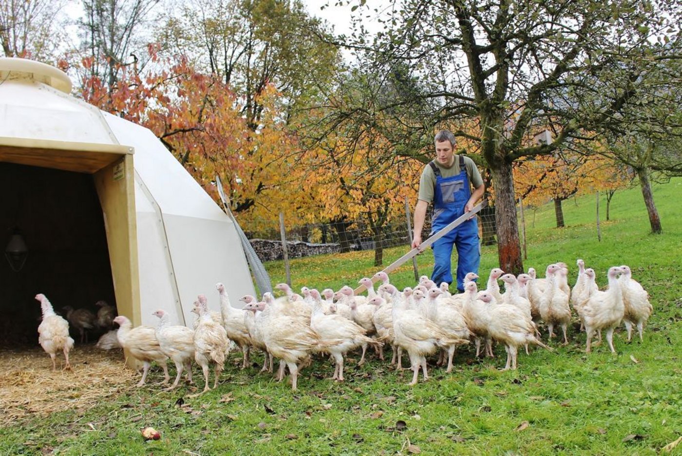Mit viel Geduld treibt Christian Muheim die jungen Truten in den Stall. (Bild: Sanna Bührer Winiger)