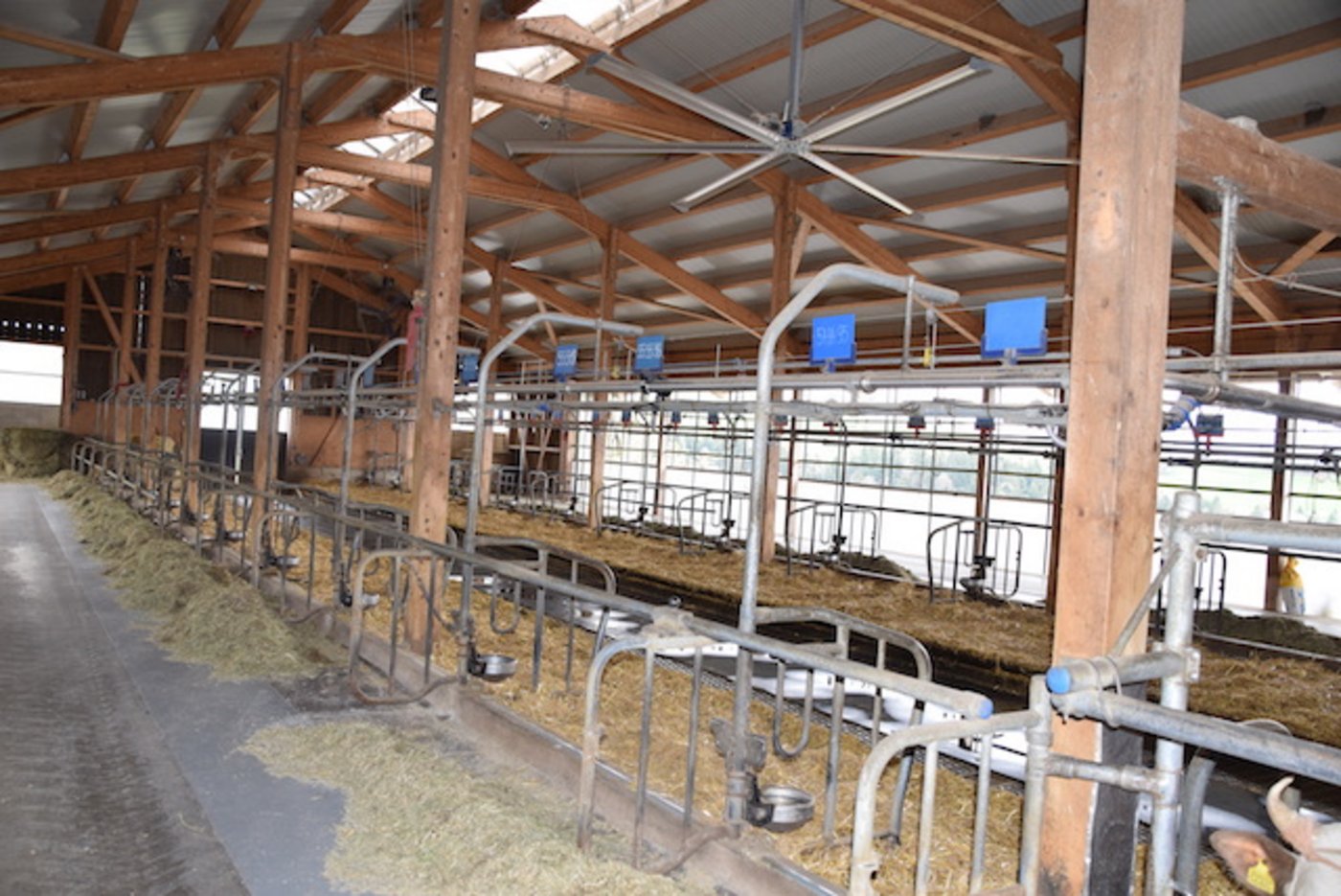 Der Anbindestall ist gross, hell und sehr tierfreundlich.