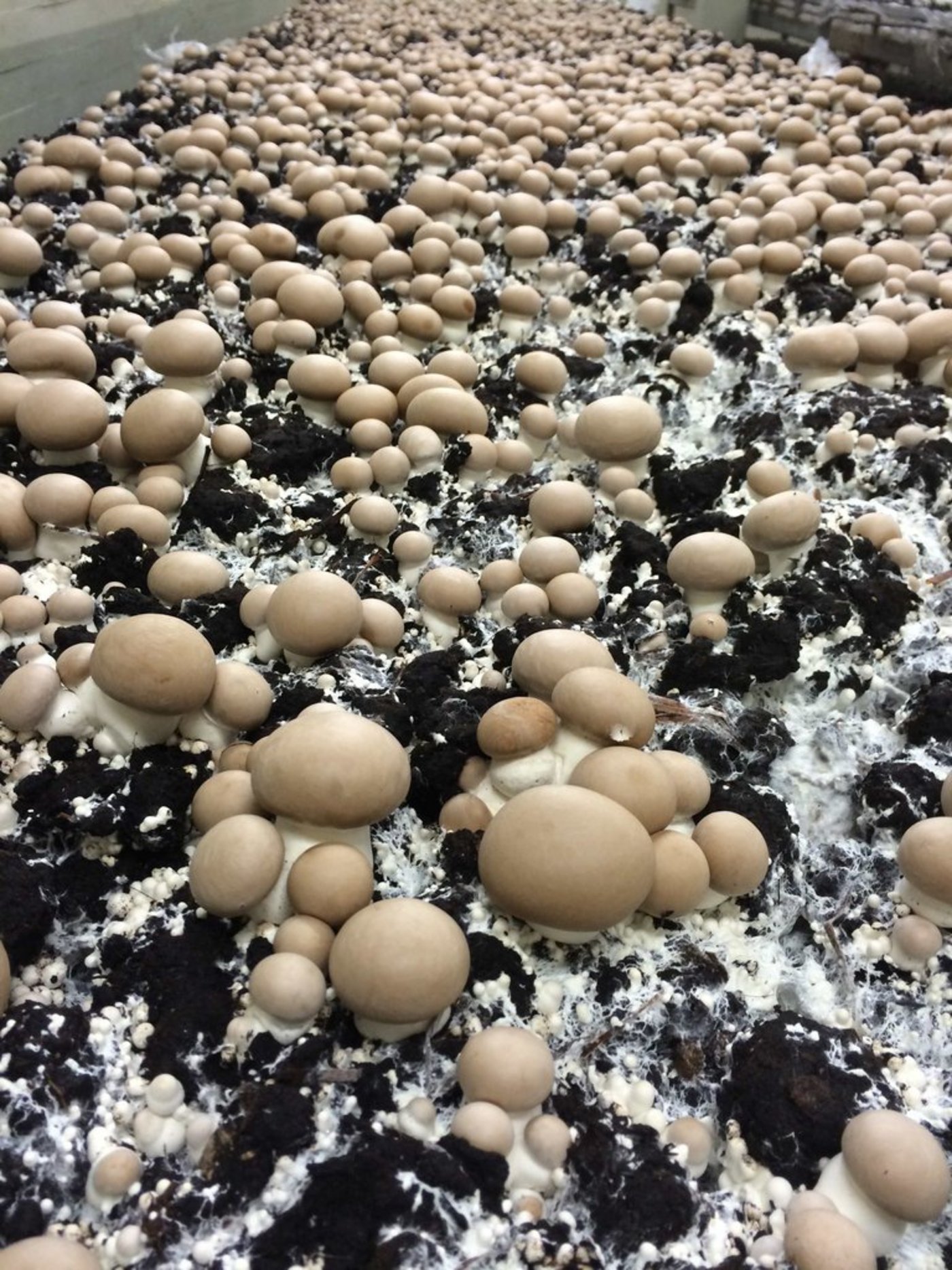 Einheimische Champignons werden in Deutschland immer beliebter. (Bild BDC/zvg)