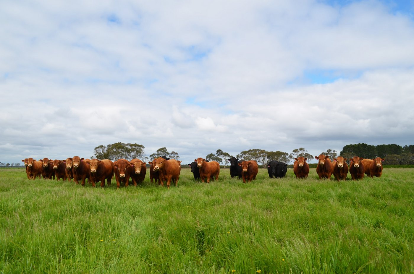 ... Mutterkuhhaltung. Das Fleisch wird an die Gastronomie und an den Detailhandel geliefert sowie im Export abgesetzt. 