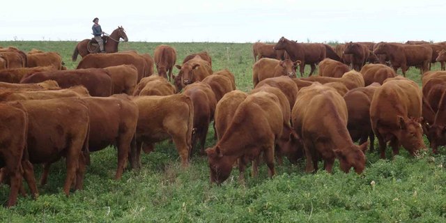 Geht den Gauchos die Geduld aus? (mr)