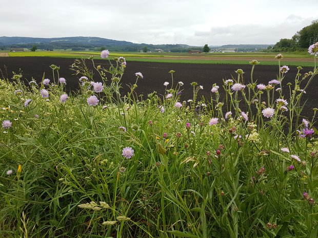 IP-Suisse zahlt 5,5 Millionen Franken Prämien an Produzenten aus Sowohl die beteiligte Fläche als auch die durchschnittlich erreichte Punktezahl im Biodiversitäts-Punktesystem von IP-Suisse seien in den letzten Jahren gestiegen. (Bild ji/lid)