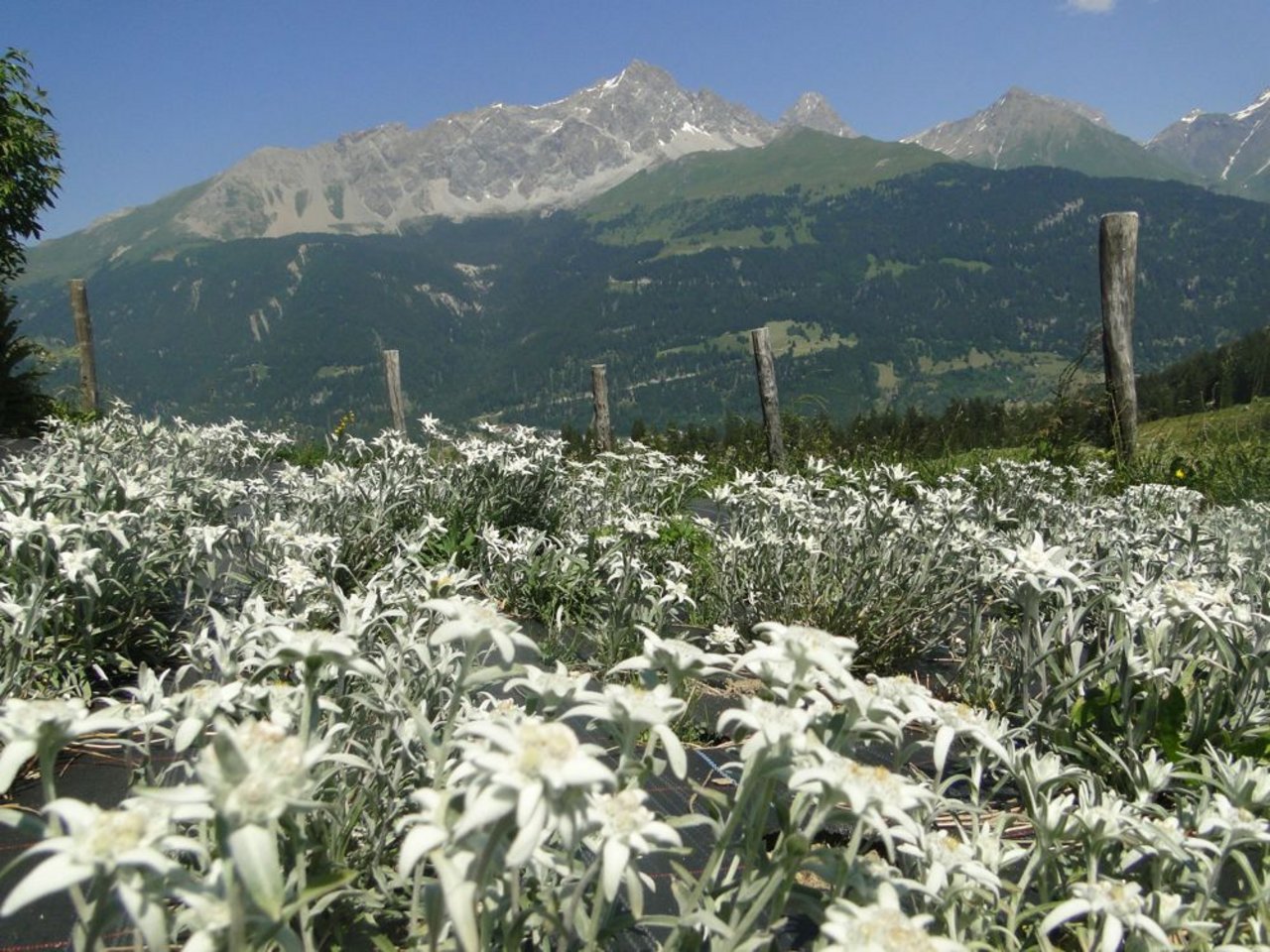 Der Edelweiss-Anbau erfolgt auf den Plantagen hoch über St. Moritz und beim Maiensäss ob Savognin. Die Drogistin Astrid Thurner (nächstes Bild) ...