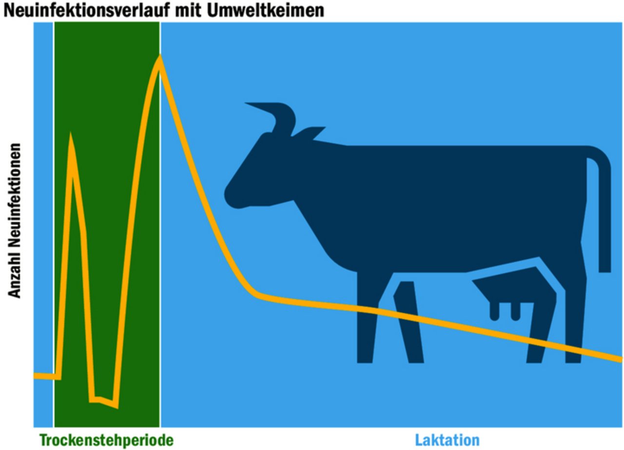 Die Grafik zeigt, wann die höchste Gefahr von Neuinfektionen besteht: nämlich zu Beginn der Galtzeit und um die Tage der Abkalbung.