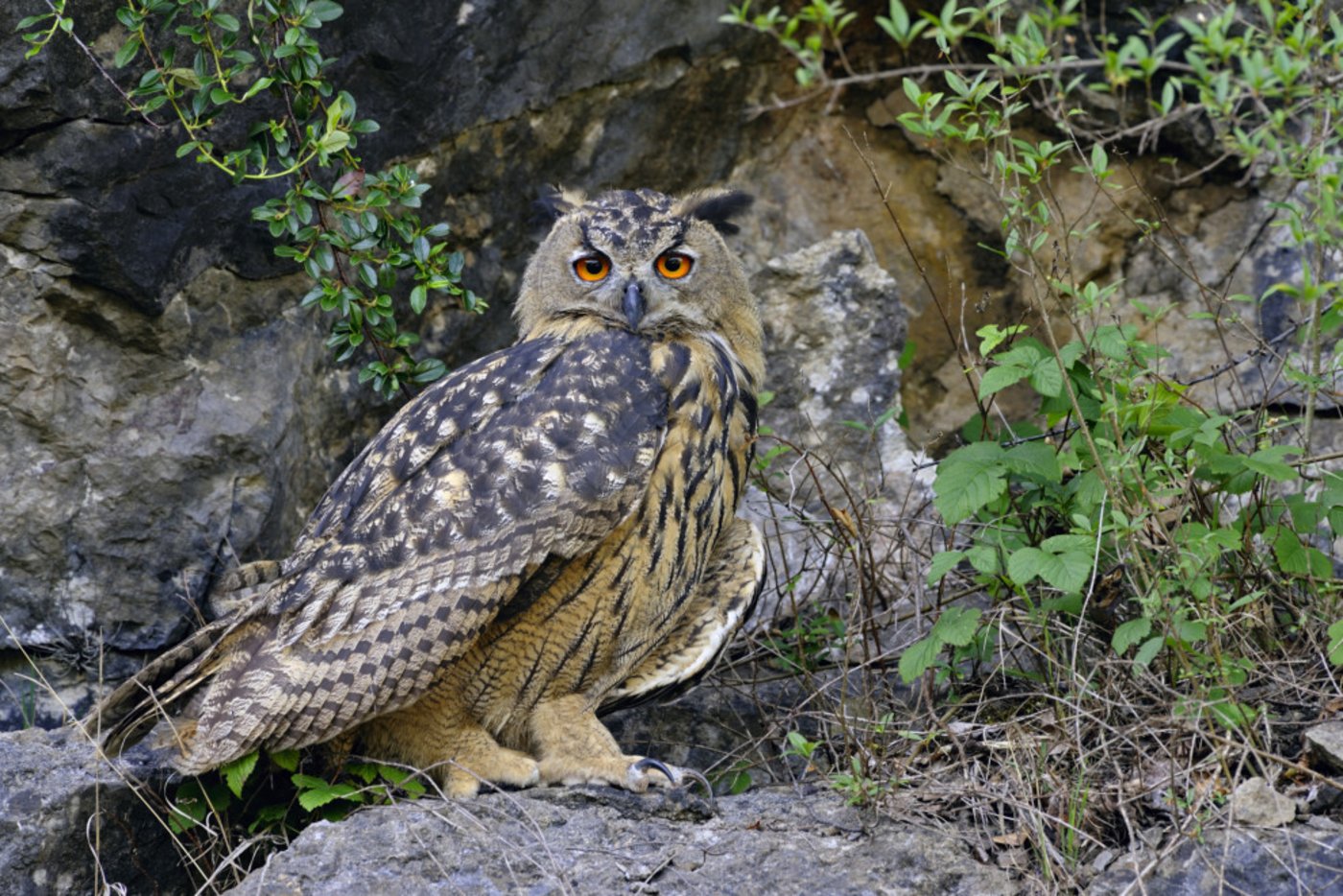 Störungen, wie sie durch Klettern und Geocaching entstehen, können für Felsbrüter wie den Uhu verhängnisvoll sein. (Bild Ralf Kistowski) 