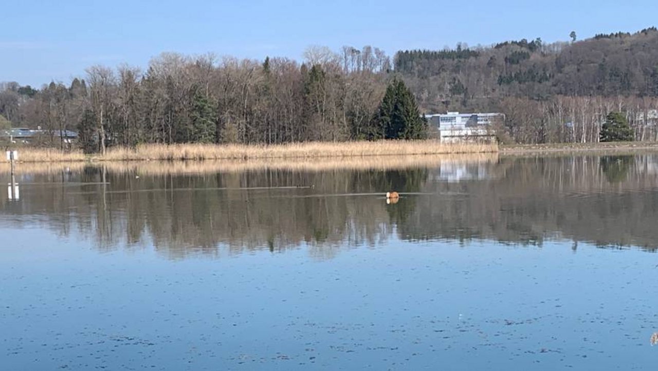 Kalb gönnt sich eine kleine Erfrischung im See. (Bild zVg)