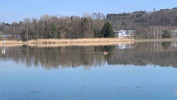 Kalb gönnt sich eine kleine Erfrischung im See. (Bild zVg)