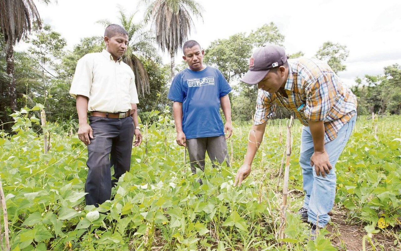 Bauernfamilien in Honduras experimentieren mit Bohnensamen. Eigenes Saatgut macht sie weniger abhängig. 