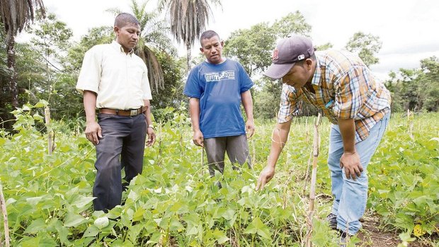 Bauernfamilien in Ho Bauernfamilien in Honduras experimentieren mit Bohnensamen. Eigenes Saatgut macht sie weniger abhängig.