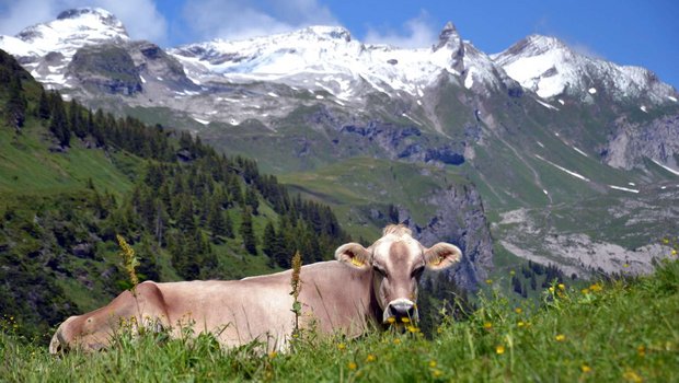 Immer wieder ein wunderschönes Sujet: Eine Kuh vor beeindruckender Bergkulisse. (Bild BauZ) 