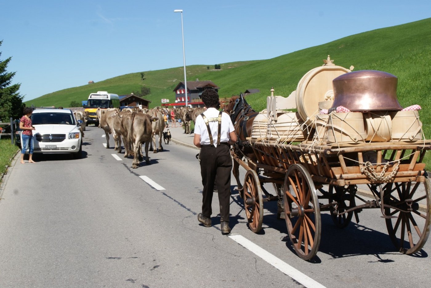 Das Vieh hat Vorfahrt auf der Strasse.