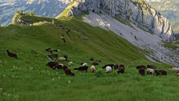 Im Schafbereich besteht noch Potenzial für bessere Organisation, Schafe Schweiz will diese Lücke nun schliessen. Ob sie dereinst tatsächlich die ganze Branche abdecken kann, ist noch offen.(Bild zVg)
