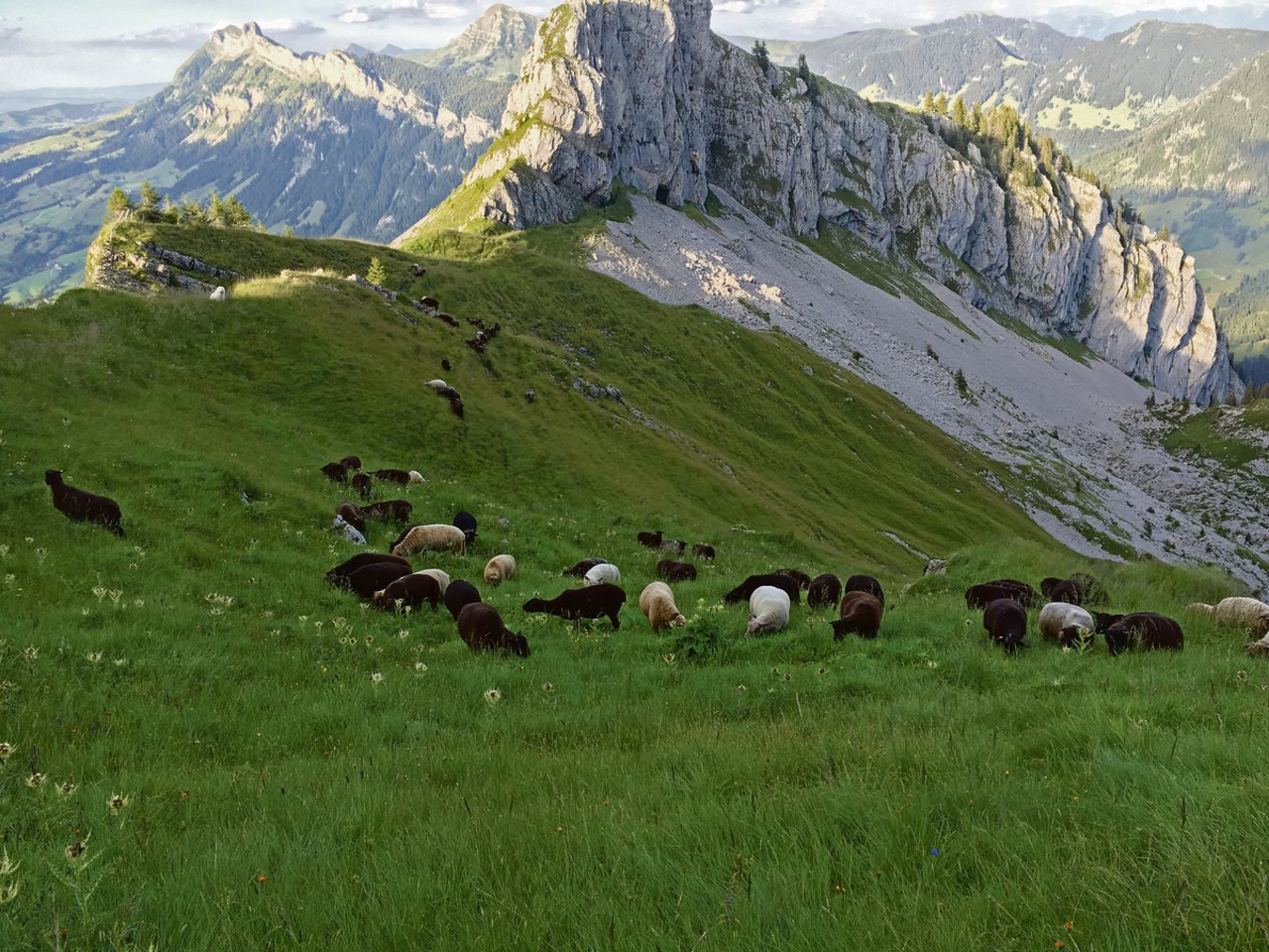 Im Schafbereich besteht noch Potenzial für bessere Organisation, Schafe Schweiz will diese Lücke nun schliessen. Ob sie dereinst tatsächlich die ganze Branche abdecken kann, ist noch offen.(Bild zVg)