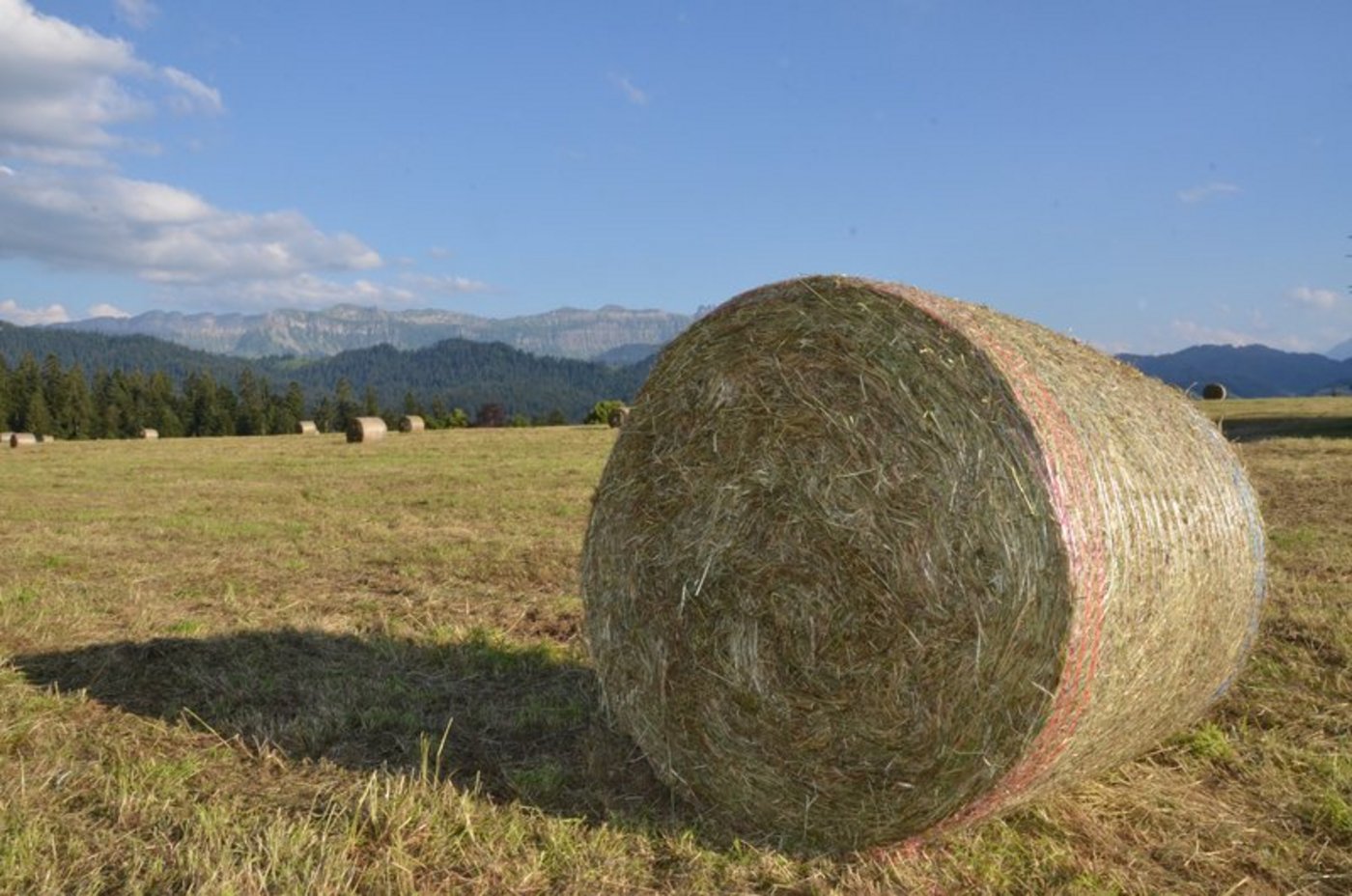 Aufgrund der Trockenheit werde Heu diesen Winter Mangelware sein. (Bild Aline Küenzi)