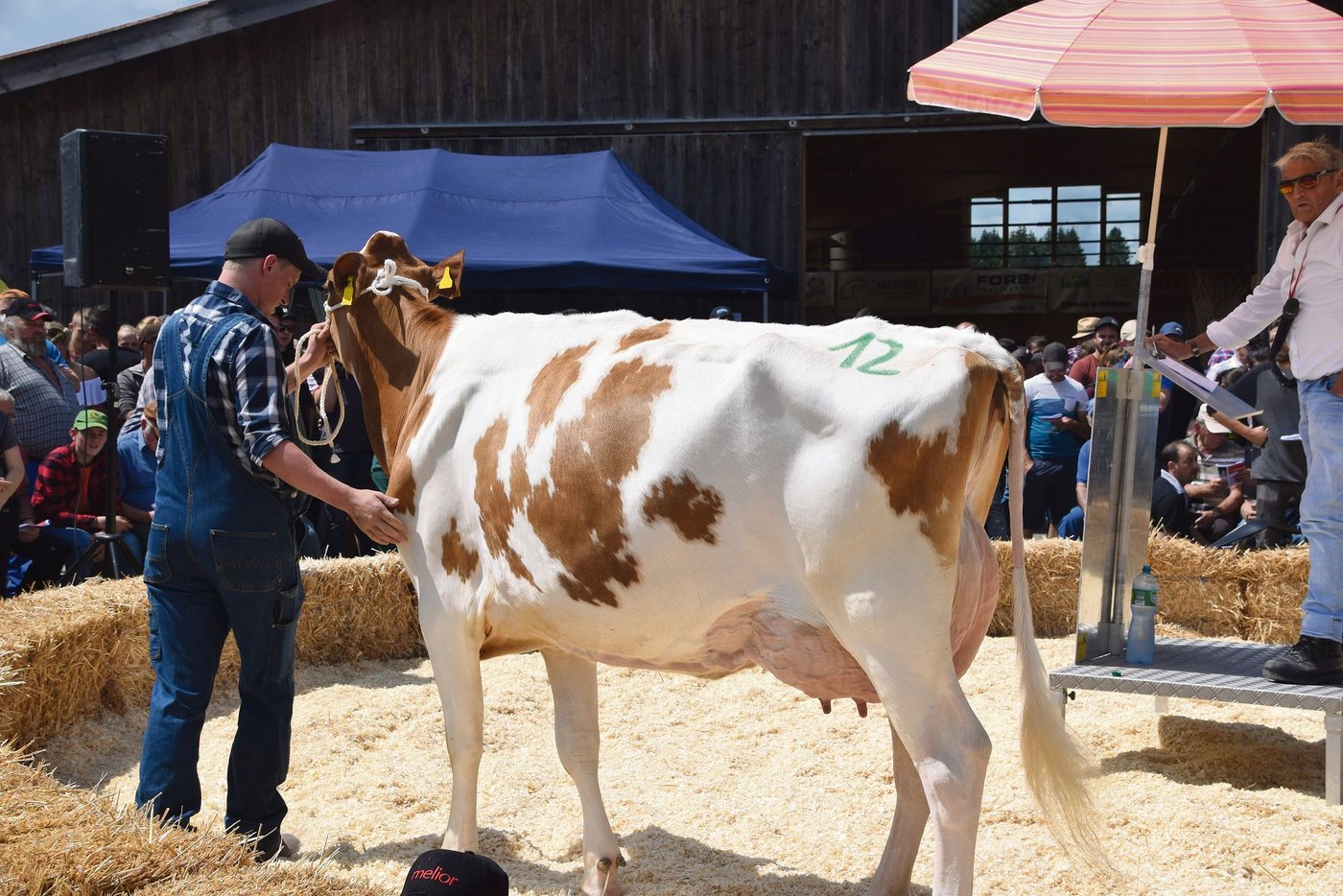 Sie ist die Vollschwester der Swat-Mutter Swanda: Les Richard Odyssey Samaya VG 85 ging für 7200 Franken an einen Käufer. Sie ist frisch in die zweite Laktation gestartet.(Bilder Peter Fankhauser)