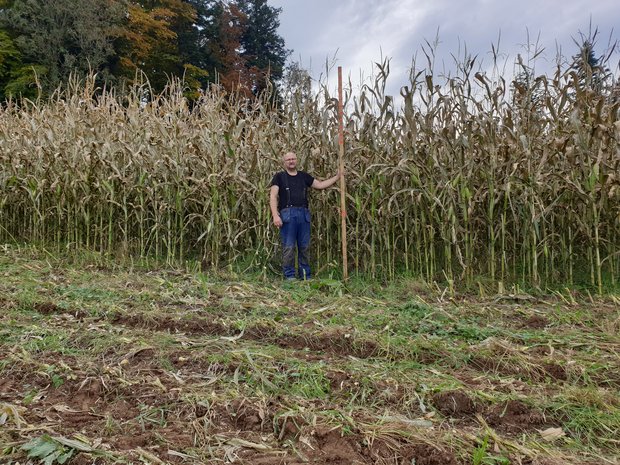 Stefan Rohrbach macht gute Erfahrungen mit der Dammkultur. Seine Maisbestände sind immer über drei Meter hoch und geben für seine Verhältnisse gute Erträge. (Bild Stefan Rohrbach)