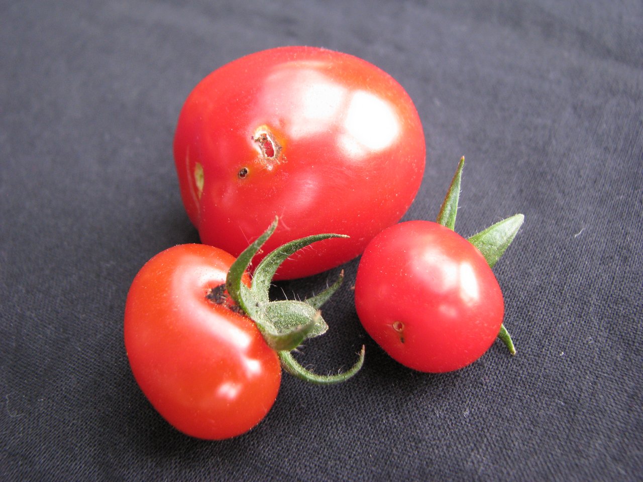 Frassspuren der Tomaten-Miniermotte.