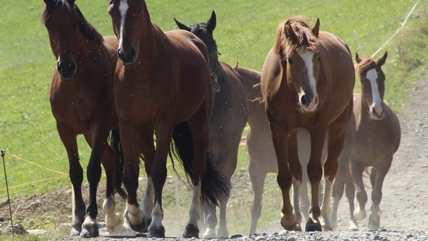 Vor allem in Deutschland sind nicht-tierärztliche medizinische Dienstleistungen bei Pferden beliebt. (Bild landwirtschaft.ch, Julia Schwenter)