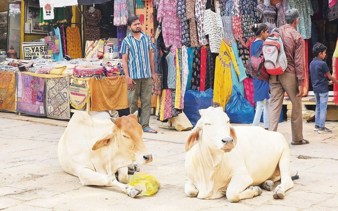 Ruhende Kühe werden nicht gestört, sie sind heilig.