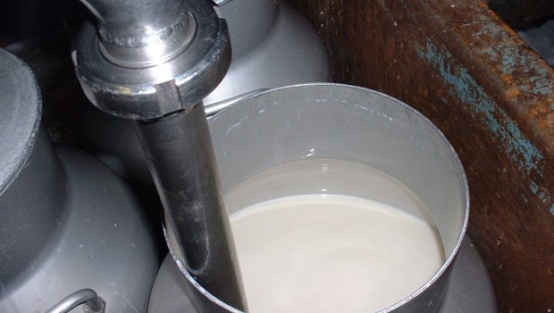 Die Milchproduktion zieht wieder an. Die zurzeit guten Milchpreise könnten wieder unter Druck geraten, befürchten die jungen Berufsleute der Junglandwirtekommission. (Bild: BauZ)