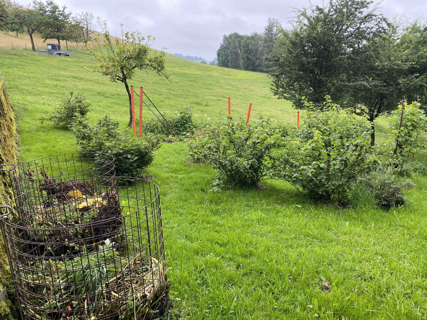 Unterhalb des Gartens wachsen Beerensträucher und Trauben. 