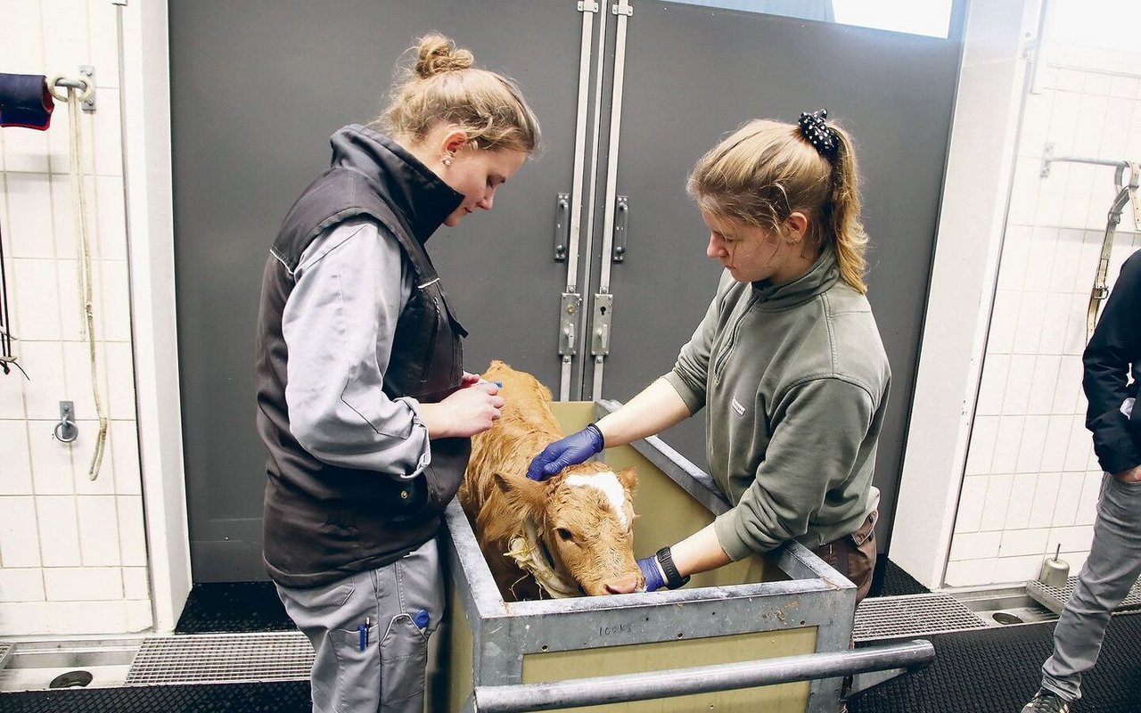 Behutsam bereitet das Tierspital-Team bei einem zu früh geborenen Kalb die Blutentnahme am Ohr vor.