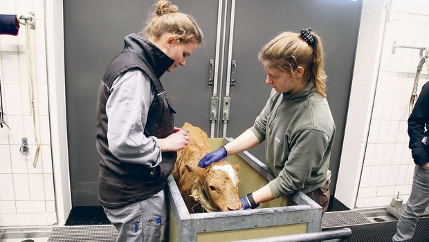 Behutsam bereitet das Tierspital-Team bei einem zu früh geborenen Kalb die Blutentnahme am Ohr vor.