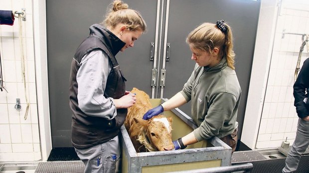 Behutsam bereitet da Behutsam bereitet das Tierspital-Team bei einem zu früh geborenen Kalb die Blutentnahme am Ohr vor.