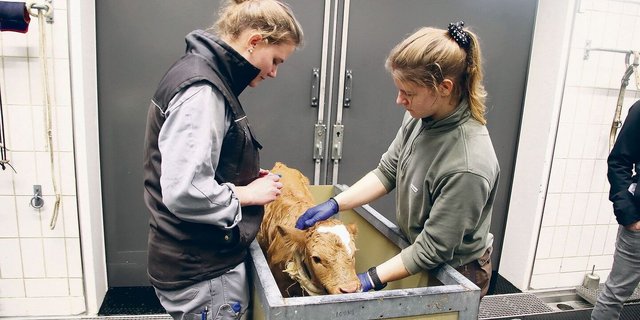 Behutsam bereitet das Tierspital-Team bei einem zu früh geborenen Kalb die Blutentnahme am Ohr vor.