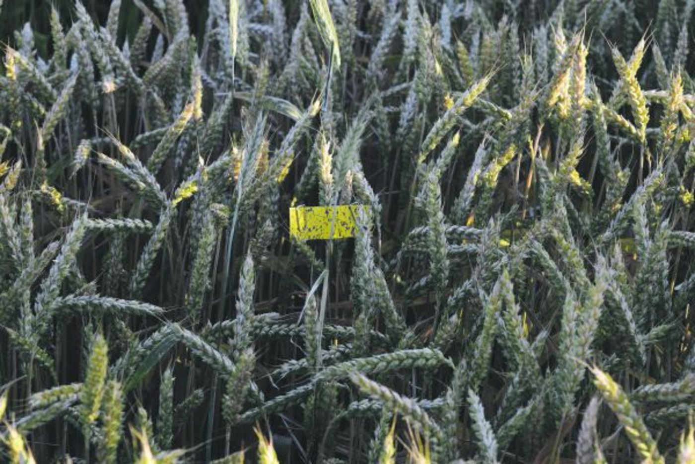 so wie auf dem gelben Zettel. (Bilder Stefanie Giger)