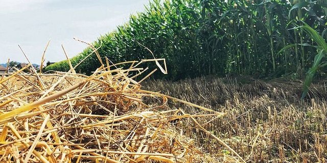 Obwohl die Ernte weit entfernt ist: Swissgranum kann bereits eine Einschätzung abgeben, wie die Erntemenge aussehen wird.