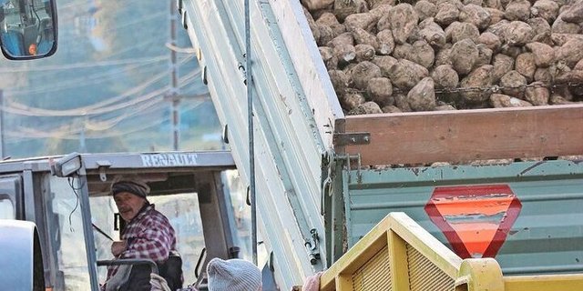 Die Biorübenkampagne ist beendet. Die Anlieferung der konventionellen Rüben hat begonnen. 