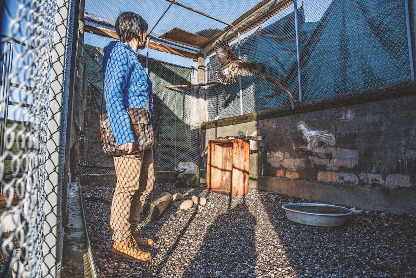 Wenn Jolanda Stettler pfeift, landet Wüstenbussard Amadeus auf ihrer Hand. (Foto: Pia Neuenschwander)