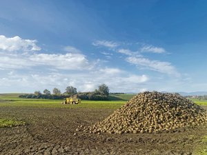 Im Idealfall lagern die Rüben eine Woche in der Miete und trocknen ab, bevor sie von einer Rübenmaus verladen werden. 