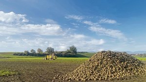 Im Idealfall lagern Im Idealfall lagern die Rüben eine Woche in der Miete und trocknen ab, bevor sie von einer Rübenmaus verladen werden.