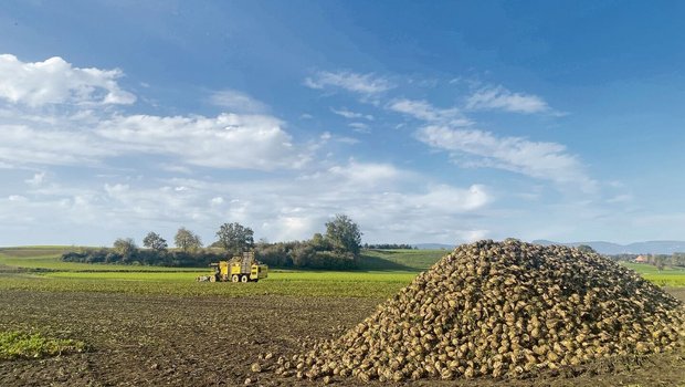 Im Idealfall lagern Im Idealfall lagern die Rüben eine Woche in der Miete und trocknen ab, bevor sie von einer Rübenmaus verladen werden.
