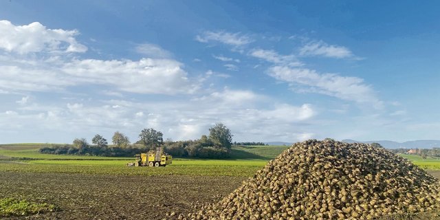 Im Idealfall lagern die Rüben eine Woche in der Miete und trocknen ab, bevor sie von einer Rübenmaus verladen werden. 