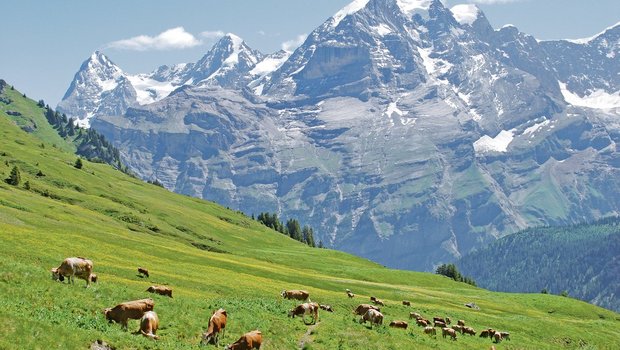 BVD: Kein Risiko auf den Alpen Schon bald gehen wieder viele Rinder und Kühe auf die Alp.(Bild pf)