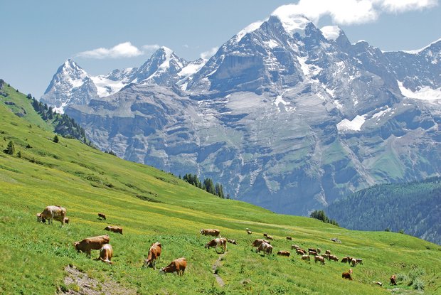 Schon bald gehen wieder viele Rinder und Kühe auf die Alp.(Bild pf)