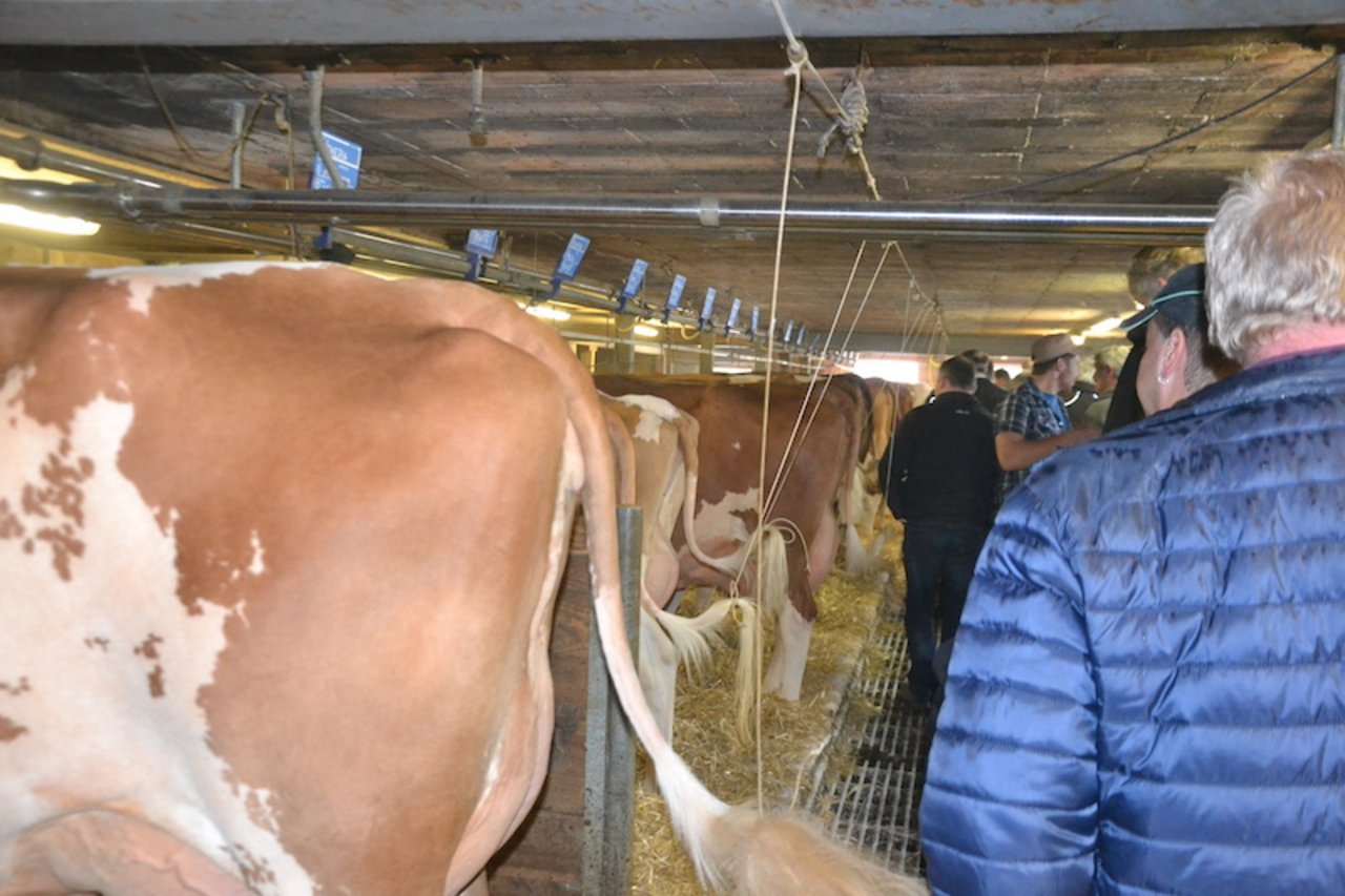 Einen Blick in den Stall von Perrens. 35 Kühe stehen auf dem Betrieb.