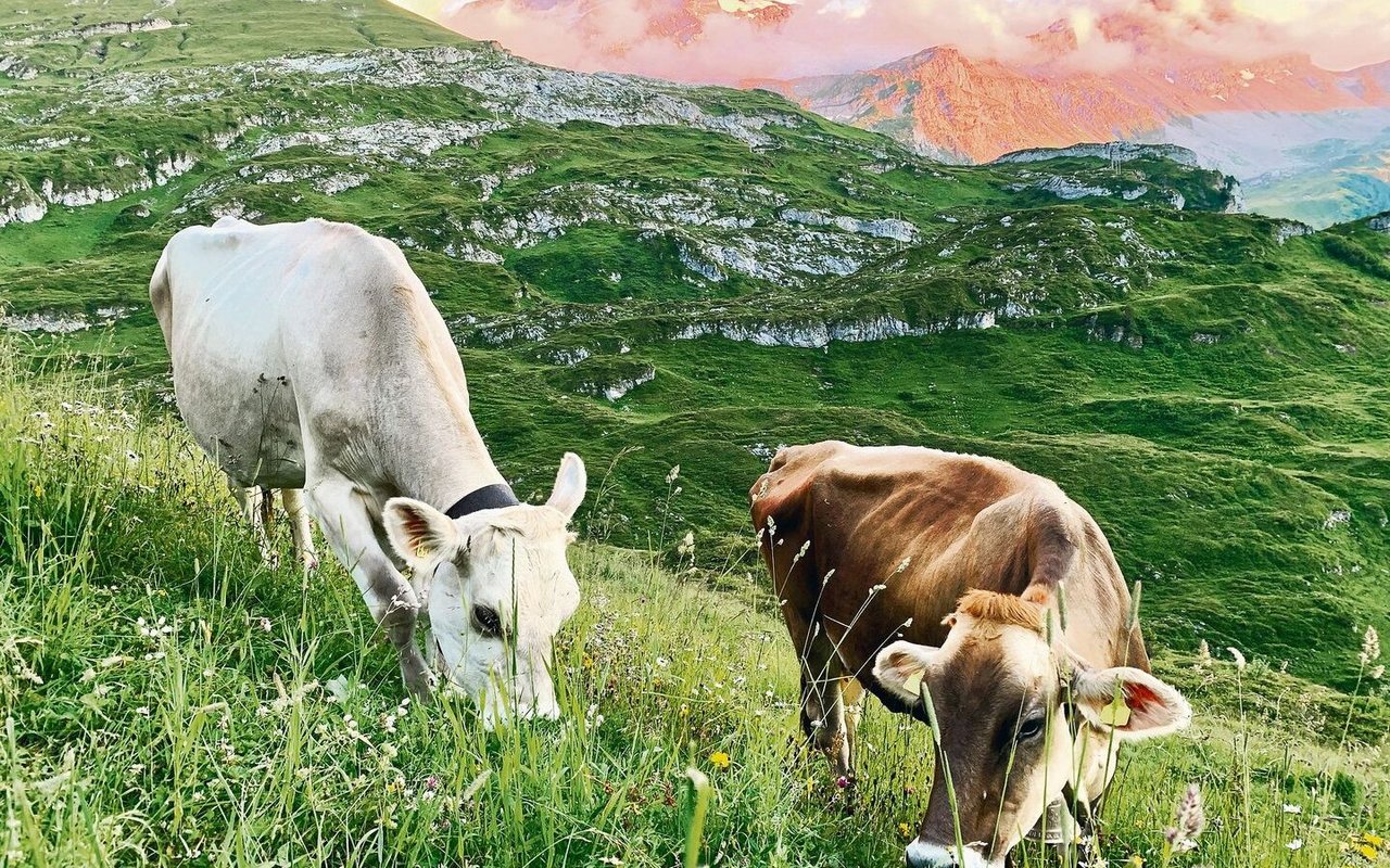Die Milchviehhaltung wird trotz kleinen Strukturen im Kanton Uri beibehalten. Wegen des hohen Anteils an Alpwirtschaft und der Freude an der Viehzucht und an schönen Tieren. Das Bild zeigt die Sömmerung auf Alpen am Klausenpass.