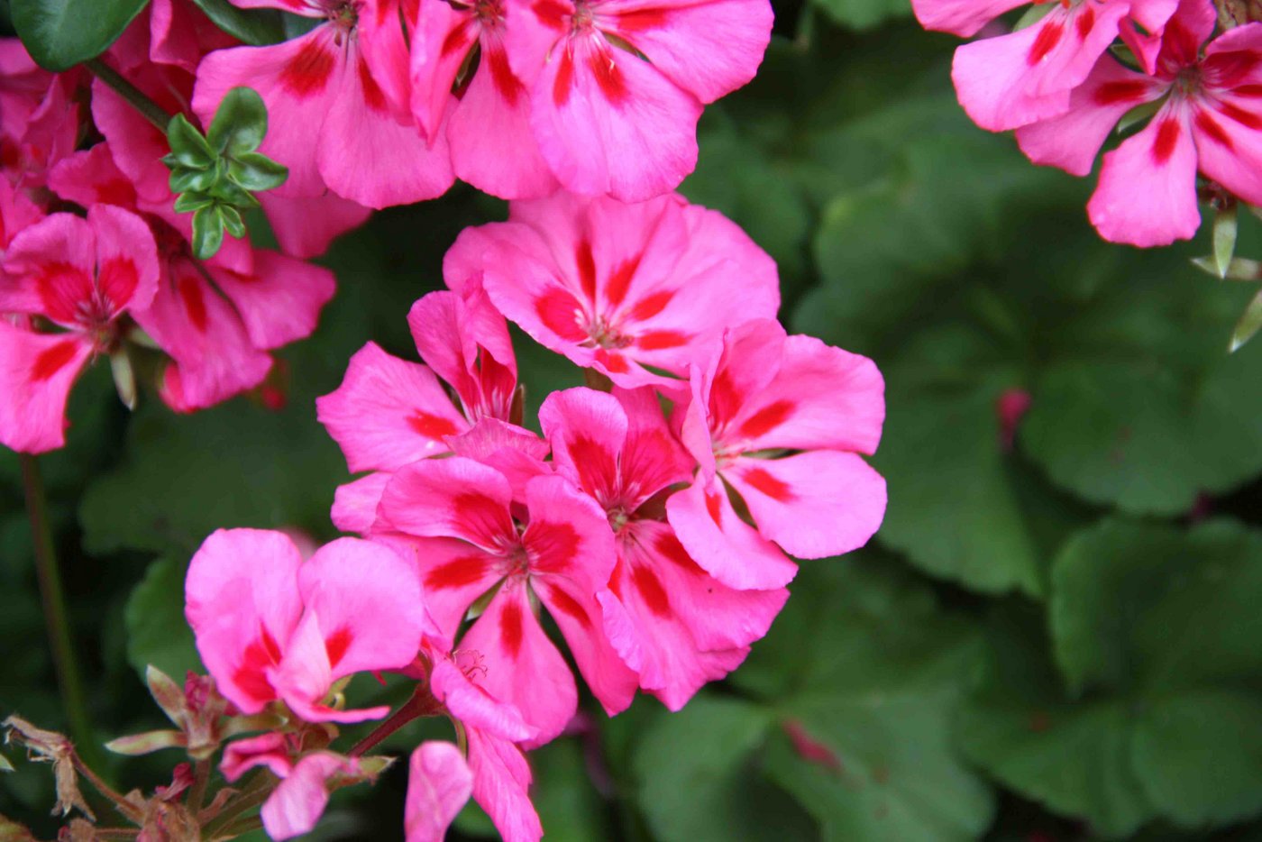 "Giulia" stammt von der Gärtnerei Müller, Kradolf TG. 