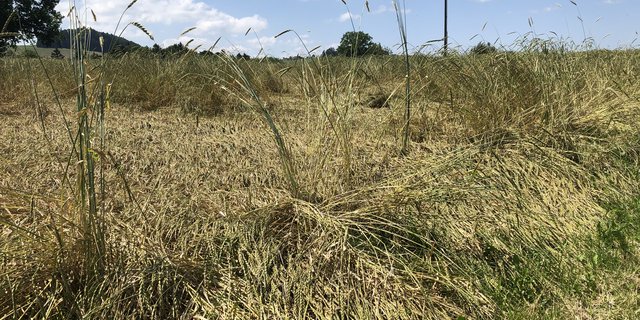 Diese Urdinkel-Parzelle scheint zwar stark beschädigt zu sein, das Getreide kann aber dennoch eine hohe Qualität erzielen. (Bild Sera J. Hostettler)