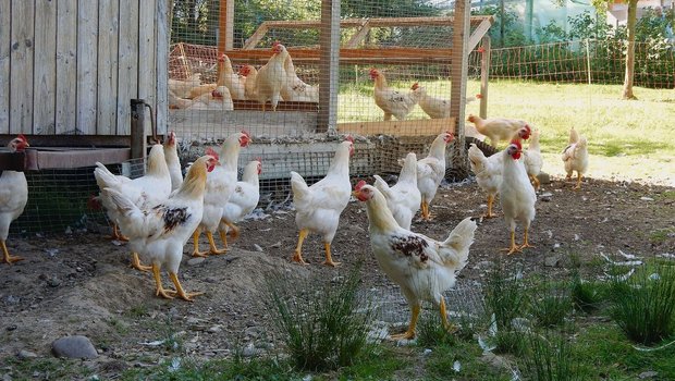 Junghähne des Projek Junghähne des Projekts «Henne & Hahn»: Die männlichen Küken werden ausgemästet statt getötet. Per 2026 ist das für alle Bioküken in der Schweiz Pflicht.