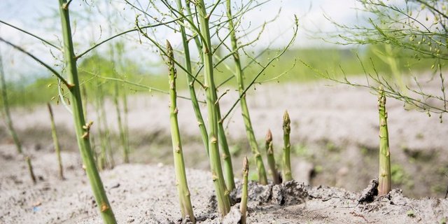 Junge haben Zeit, Bäuerinnen und Bauern wahrscheinlich zu wenig Helfer – z. B. zum Spargelstechen. (Bild BauZ)