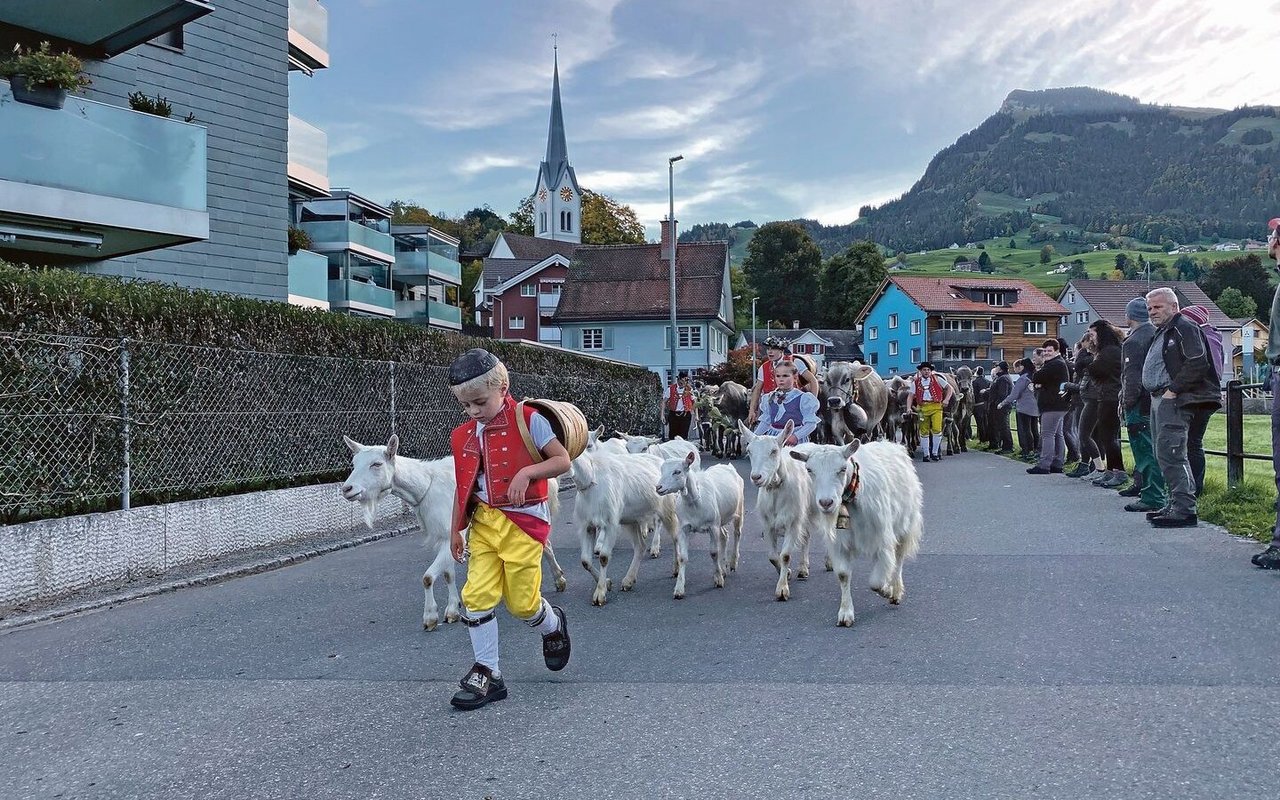 Bei der sennischen Auffuhr gibt es eine traditionelle Reihenfolge. Vorneweg marschieren Kinder mit weissen Geissen.